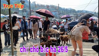 Trực tiếp chợ chó bắc hà 26/5 chợ rất nhiều chó đẹp/Bac Ha maket dog #bachatv #bachamaketdog