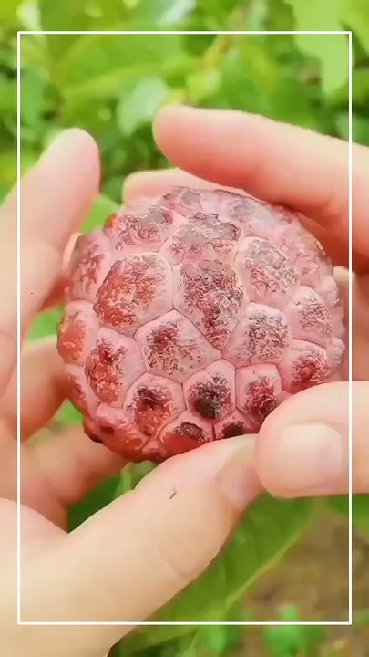 Srikaya Apa Itu Kog Merah shorts gardening garden satisfying srikaya-apa-itu-kog-merah-shorts-gardening-garden-satisfying