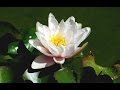 Zen Garden - Lotus Blossoms - Relaxation, Meditation, Mindfulness