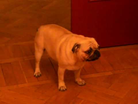 The Sleepwalking Pug - Part 1