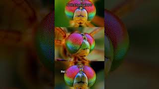 Dragonflies See Almost Everything 😳
