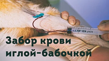 Забор крови иглой-бабочкой