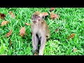 [Жизнь в Сингапуре] Парк водохранилища МакРичи. Life in Singapore. MacRitchie Reservoir Park.