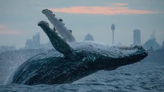 Top 10 Loudest Animals In The World