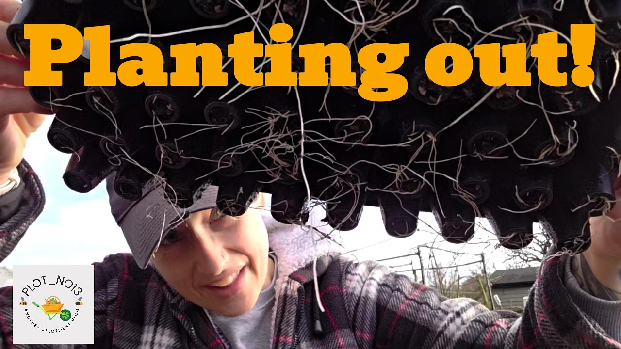 From seedlings to soil: planting out the onions