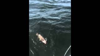 Sparrow lake Ontario 10 pound Channel Catfish
