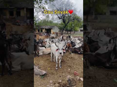 Jai shree Ram ji #cow #teandig