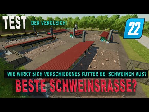 Video: Wann sollte man Ferkel kaufen?