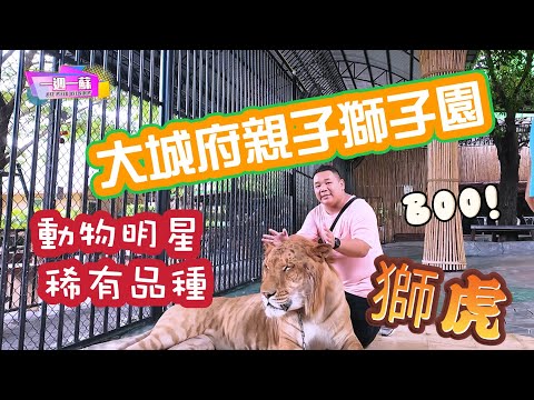 泰國大城府親子獅子園│動物明星 稀有品種 獅虎│親子遊 泰國景點 動物園│6分鍾玩一圈│【一週一蘇】20241004 阿蘇遊