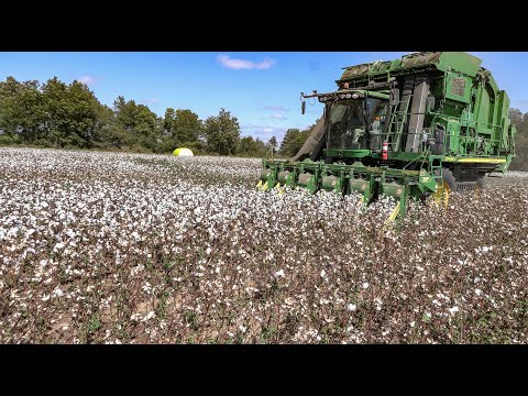 Cotton Harvest Time: Learn When To Harvest Cotton Grown At Home