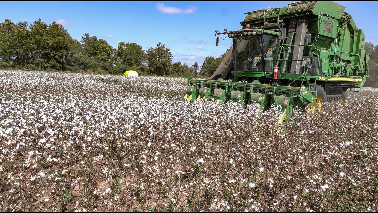 2023 Cotton Harvest Update