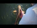 My first redfish on the fly  fly fishing the lowcountry