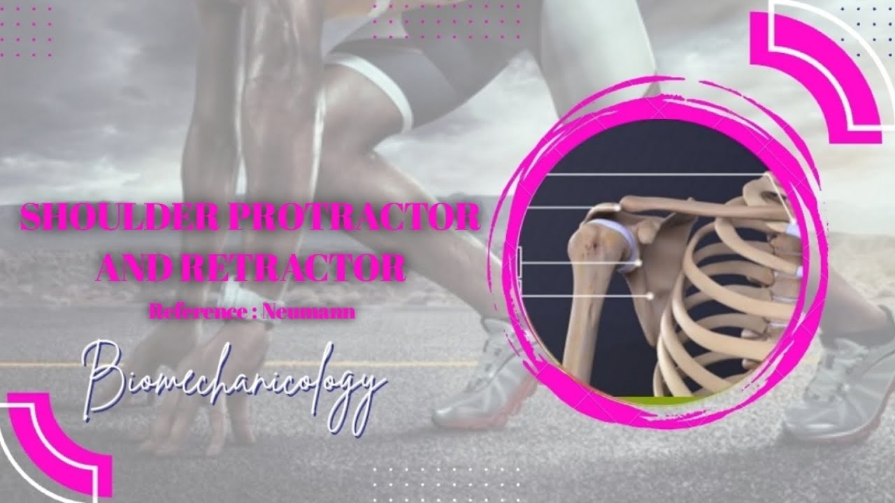 Shoulder protractors and retractors and it's injuries YouTube