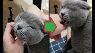 デレから突如ツンになるスーパーツンデレ灰色猫
