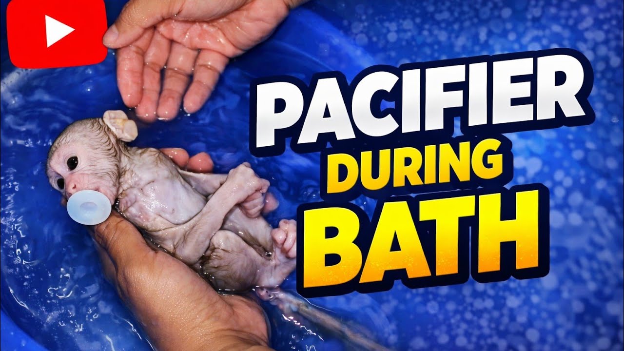 SMALL BABY MONKEY TAKING A BATH WITH ITS PACIFIER IS SO ADORABLE