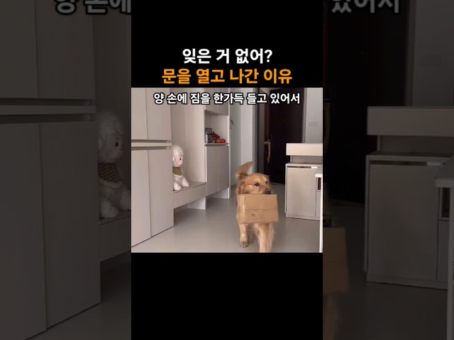 택배 배달이요! 문을 열고 반려견이 밖으로 나간 이유