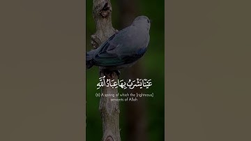 تلاوة آسرة 🤍 ﴿ إِنَّ الأبْرَارَ يَشْرَبُونَ مِنْ كَأْسٍ كَانَ مِزَاجُهَا كَافُورًا ﴾
