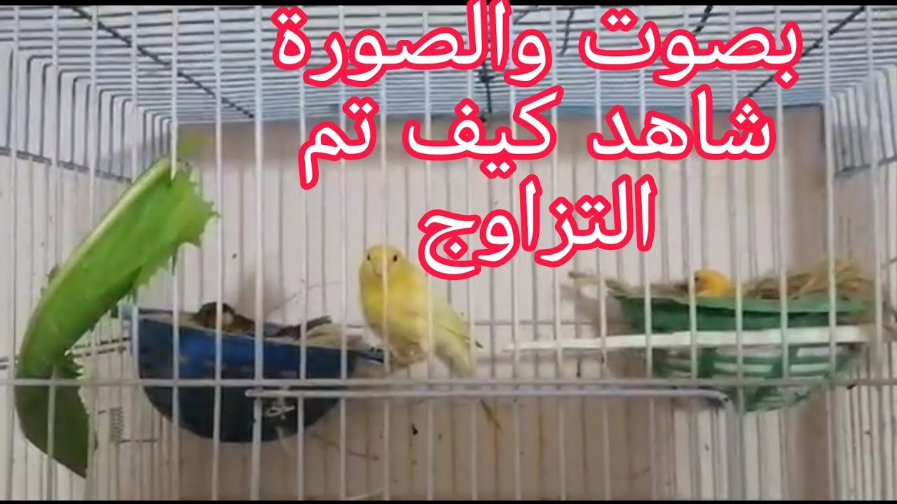 أفضل طريقة لتزويج ذكر كناري وانثتين في قفص واحد