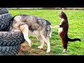 Funniest animals   best cats and dogs moments 2024