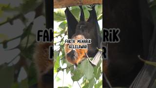 Fakta Menarik Kelelawar #animals #faktaunik #hewan #infoanimals #infohewan