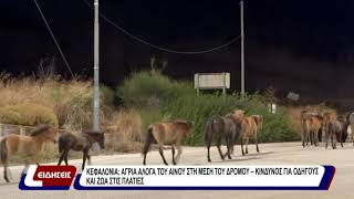 Κεφαλονιά: άγρια άλογα του Αίνου στη μέση του δρόμου - κίνδυνος για οδηγούς και ζώα στις Πλατιές