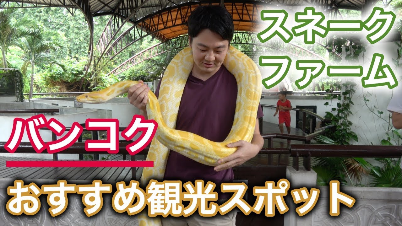 タイ旅行 観光 キングコブラとの戦い方が学べる観光スポットinバンコク 135 Youtube