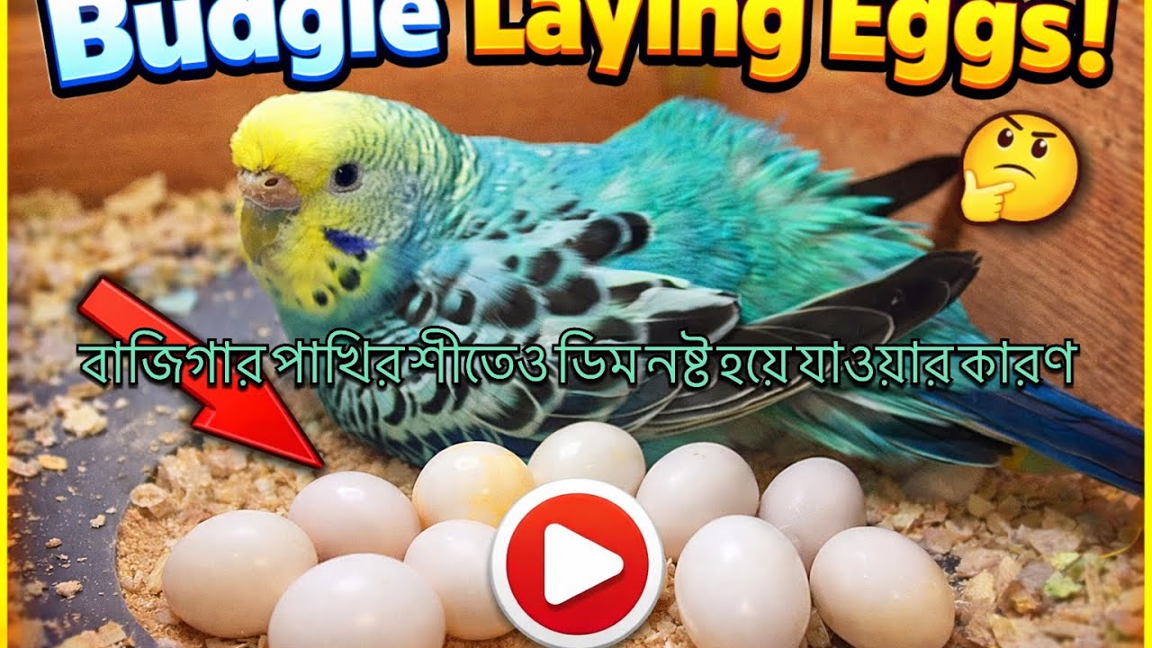 বাজিগার পাখির শীতেও ডিম নষ্ট হয়ে যাওয়ার কারণ🤔