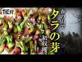 春の山でタラの芽を採って食べる