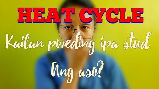 HEAT CYCLE OF DOG| Kailan pweding ipa stud ang aso|VetLai