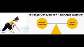 Differences between Positive and Negative Nitrogen balance