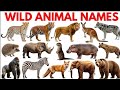 25 Wild Animals for Kids | Lion Tiger Bear Wolf Crocodile | Jungle Safari Animals Name & Sounds