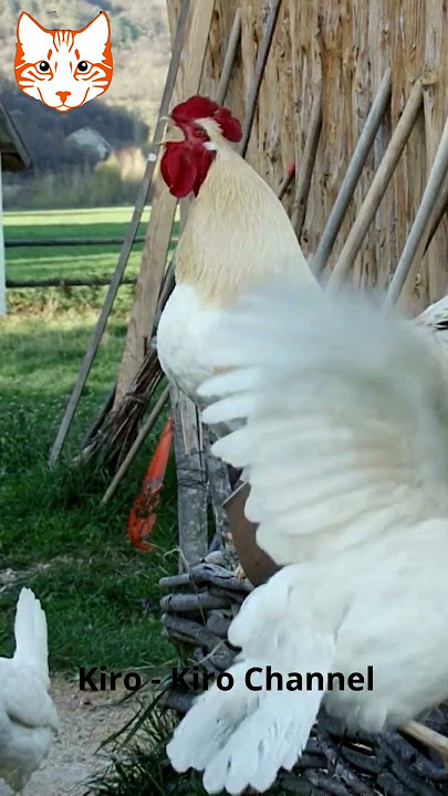 Ayam Berkokok Unik #roostercrowing #ayam #animalsounds