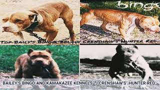 Pitbull Family Greatness Father And Son. Bingo And Hunter Red