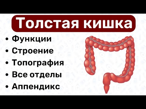 Толстый кишечник анатомия: строение толстой кишки, топография, функции, связки, анатомия жкт