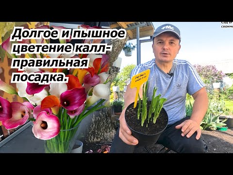 Посадка калл в горшки и на клумбу. Все тонкости и нюансы.