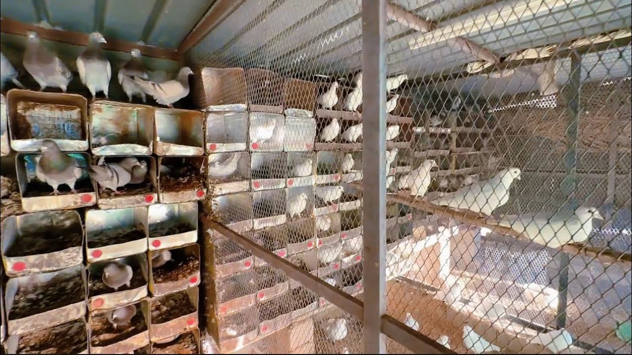 نشيك على عشش الحمام.  🕊️