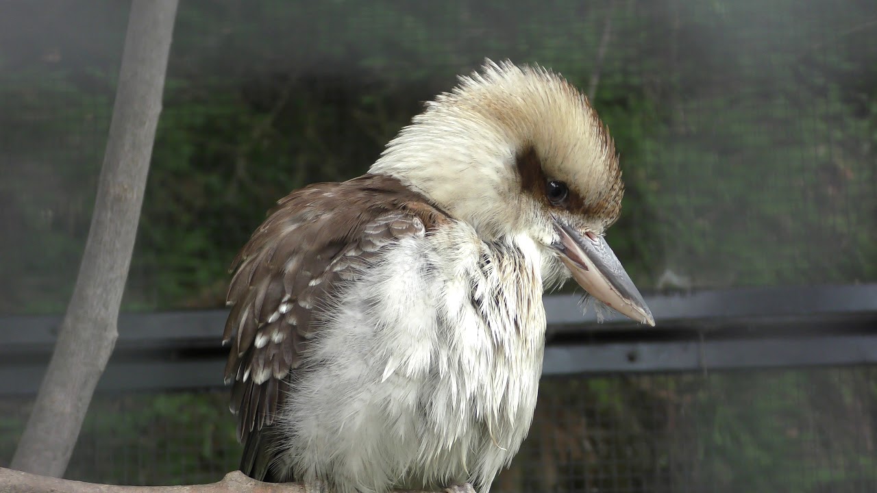 Laughing Kookaburra (Toyama Municipal Family Park Zoo, Toyama