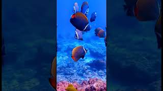 Subha Allah Amazing Relaxing Underwear World