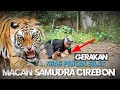 Gerakan khas Pencak silat Macan samudra