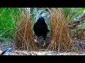 Satin Bowerbird courtship behavior (4K)