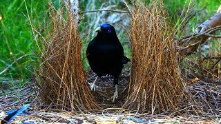 Satin Bowerbird courtship behavior (4K)