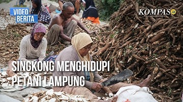 Cuan Singkong Menjalar ke Kantong Petani Lampung