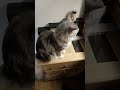 mewls very interested in Lou but I'm scared. 🙄
