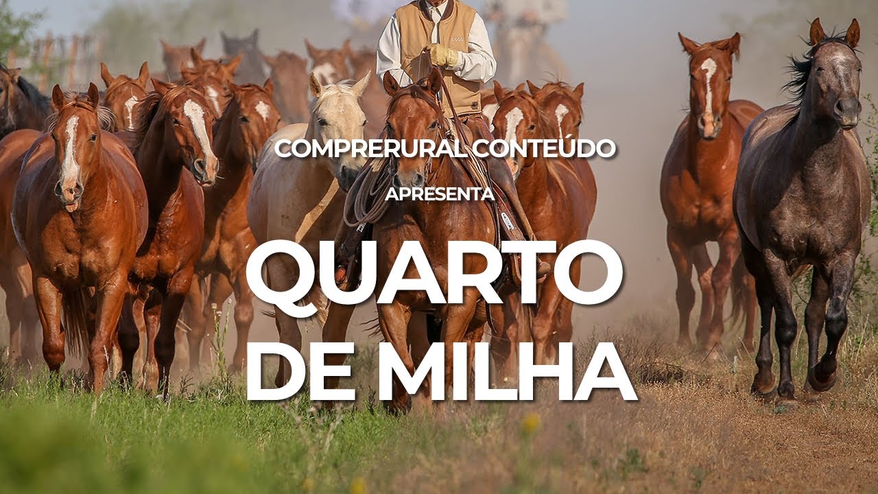 Jogo Americano 2 Unidades Cavalo Quarto De Milha