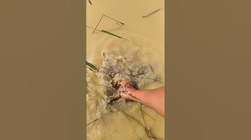 penangkapan ikan pake sebelah tangan kanan pake tangan kosong part 24