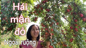 Hái mận cherry đỏ, trái chín quằn cành | Thôn quê nước Đức | Cuộc sống ở Đức