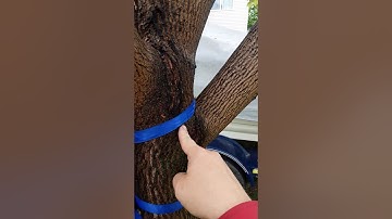 I will show you how to repair a splitting tree without girdling it