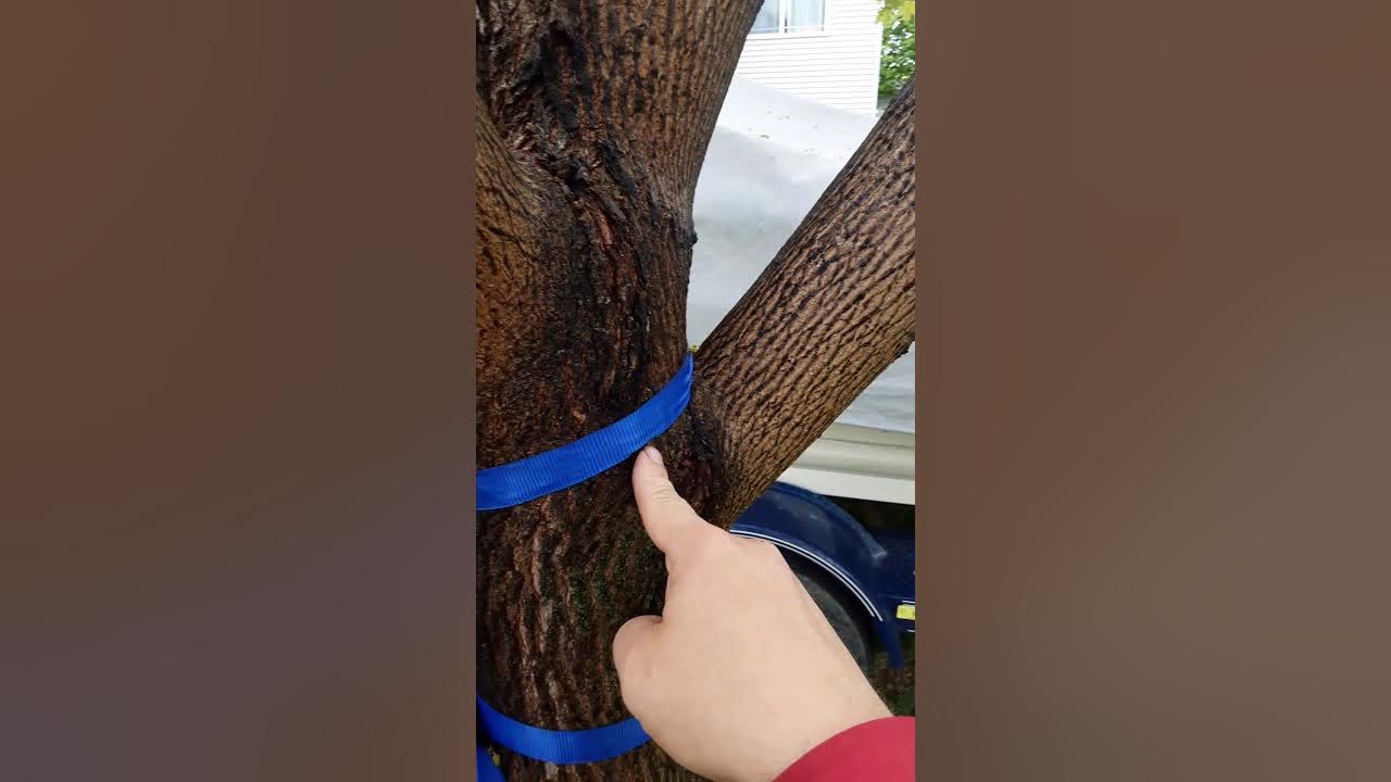 I will show you how to repair a splitting tree without girdling it YouTube