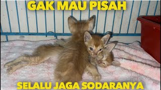 JANGAN PISAHKAN KAMI ANAK KUCING INI SELALU JAGA SODARANYA