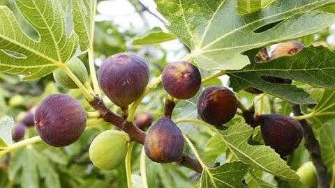 A është e vërtetë që nuk duhet të digjet druri i fikut për ngrohje pasi është përmendur në Kur'an?